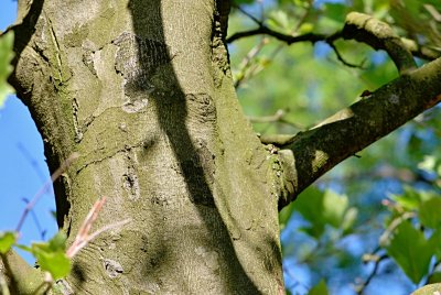 Platanus x hispanica - platan javorolistý - borka (74)